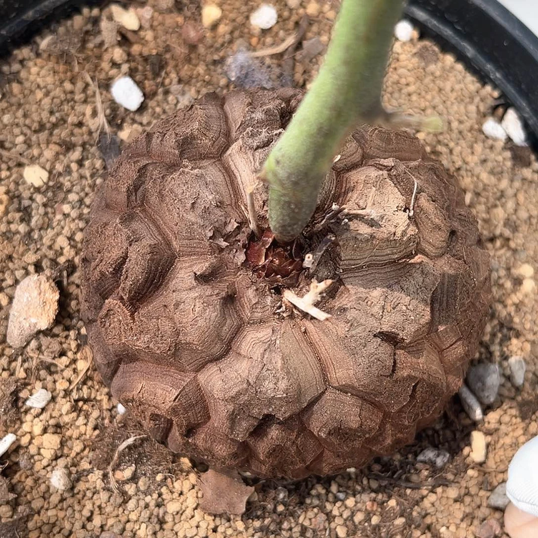潮流植物 龟甲龙 潜力股