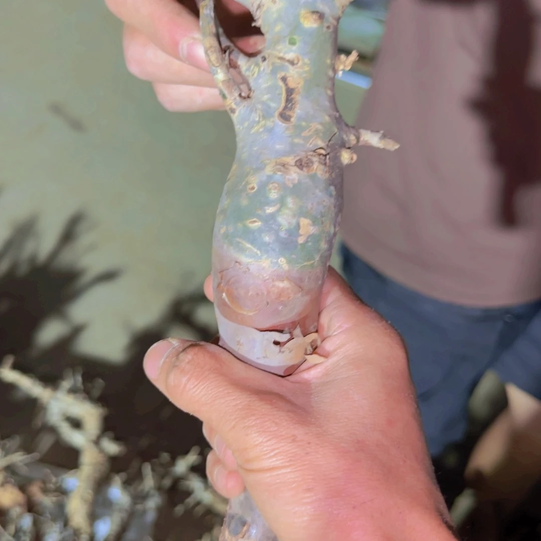 M*块根植物块根植物