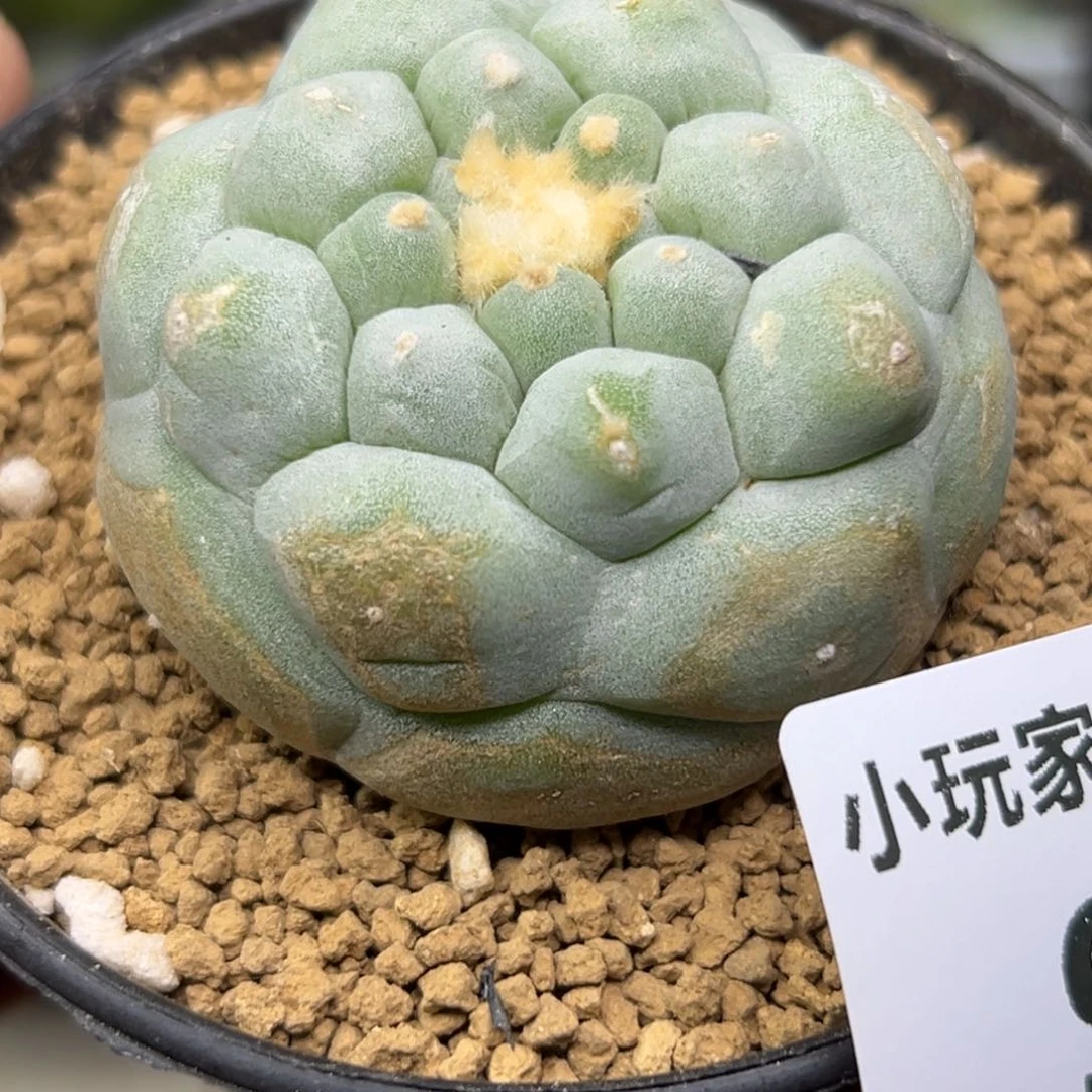 921 仙人球的海鲜 有根