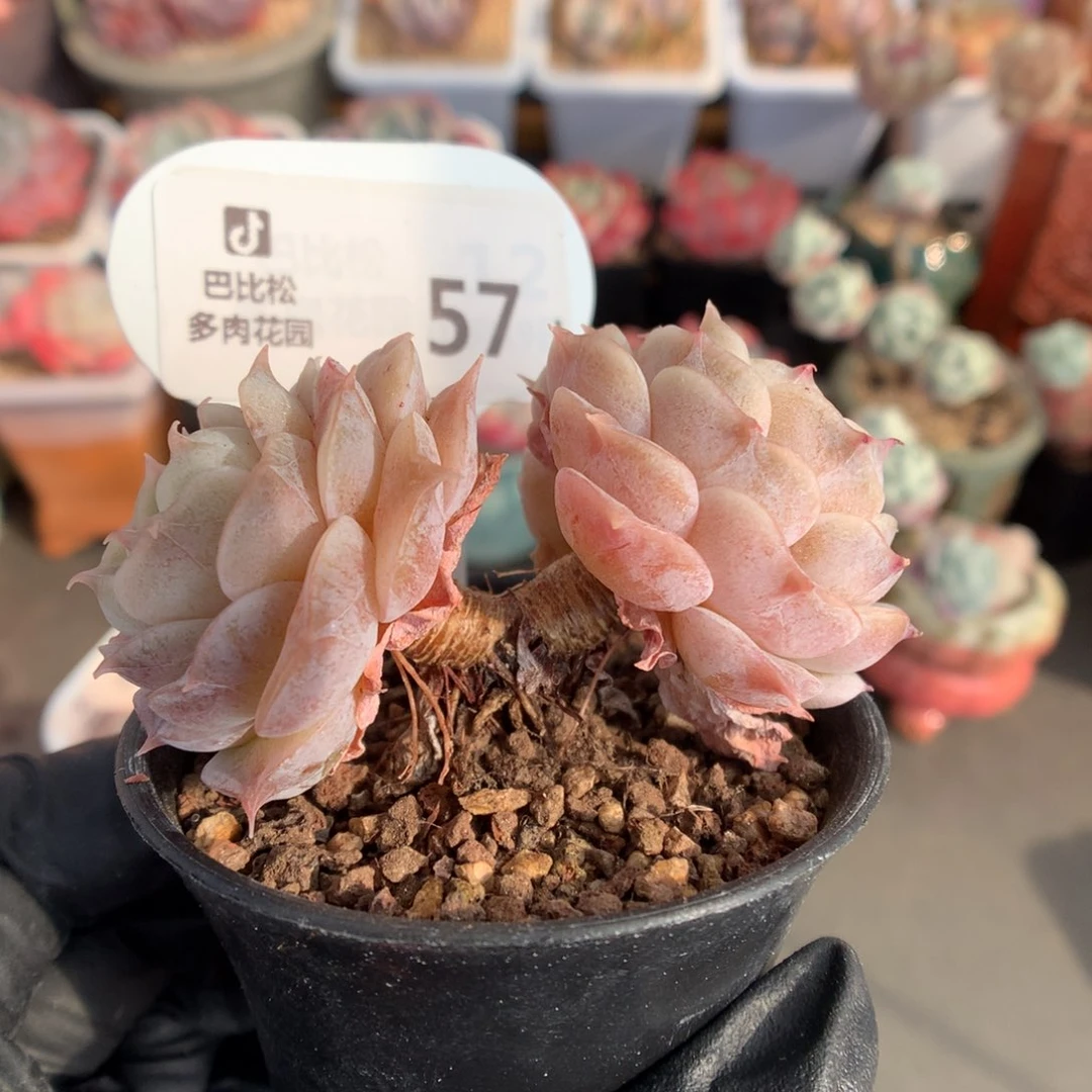 57 双头纯爱多肉