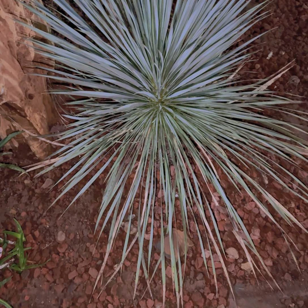 小*子块根植物块根植物块根植物