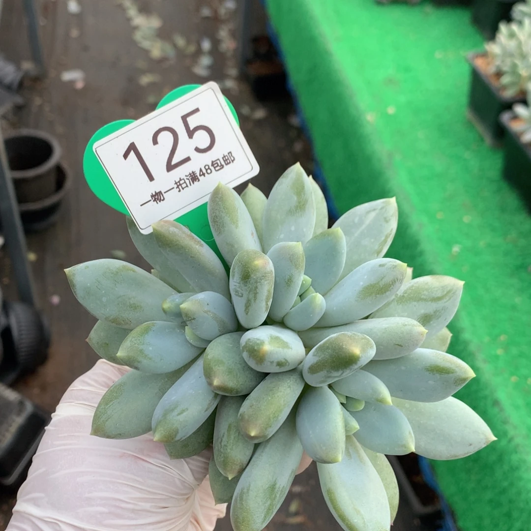 哥特萝莉黄胖体3头125