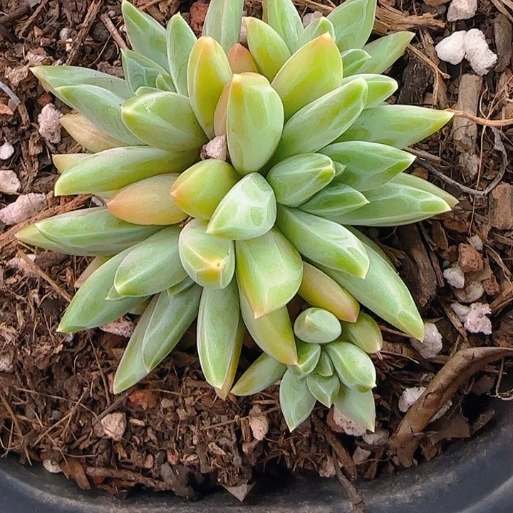 676多肉植物一物一拍莫吉托