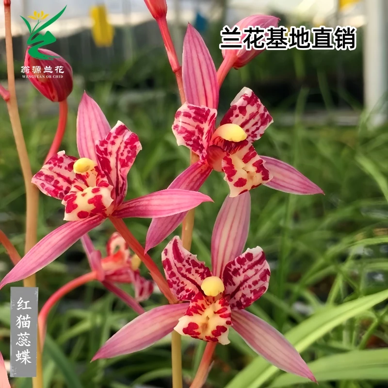 翁源兰花苗四季建兰红猫蕊蝶红花三星蝶花开浓香好养室内花卉绿植
