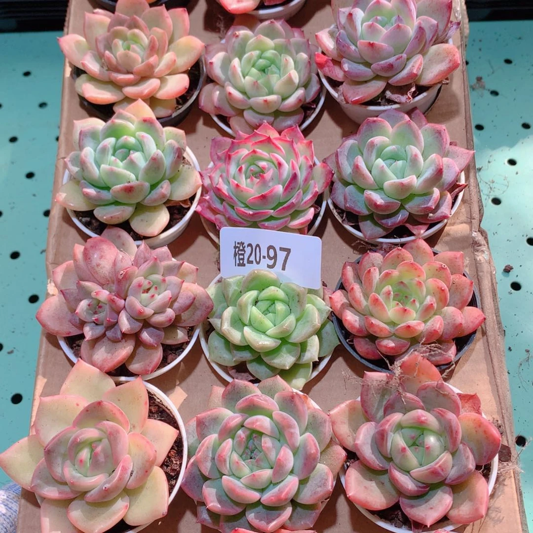 20-97一物一拍多肉带盆18颗