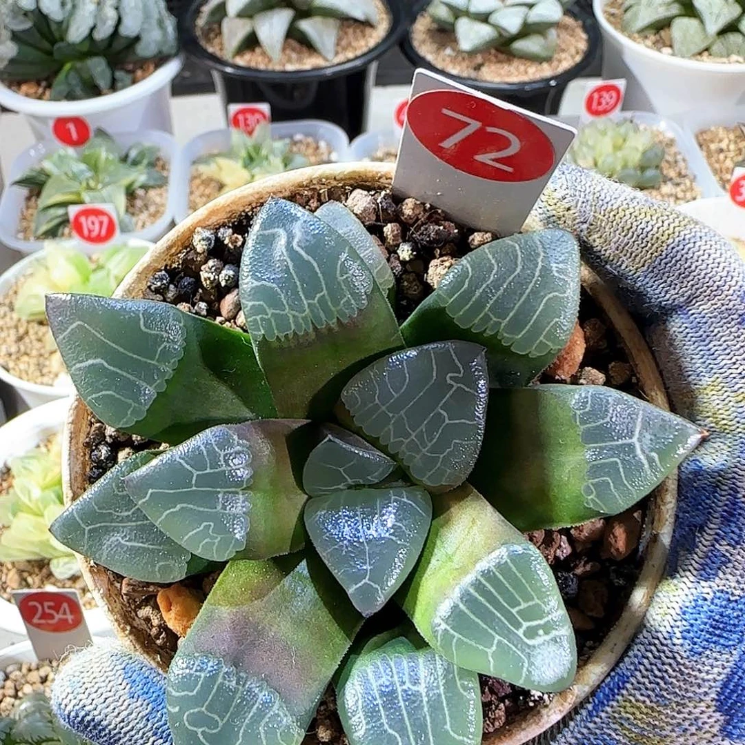 72号实生克 9厘米左右一物一拍带盆发货