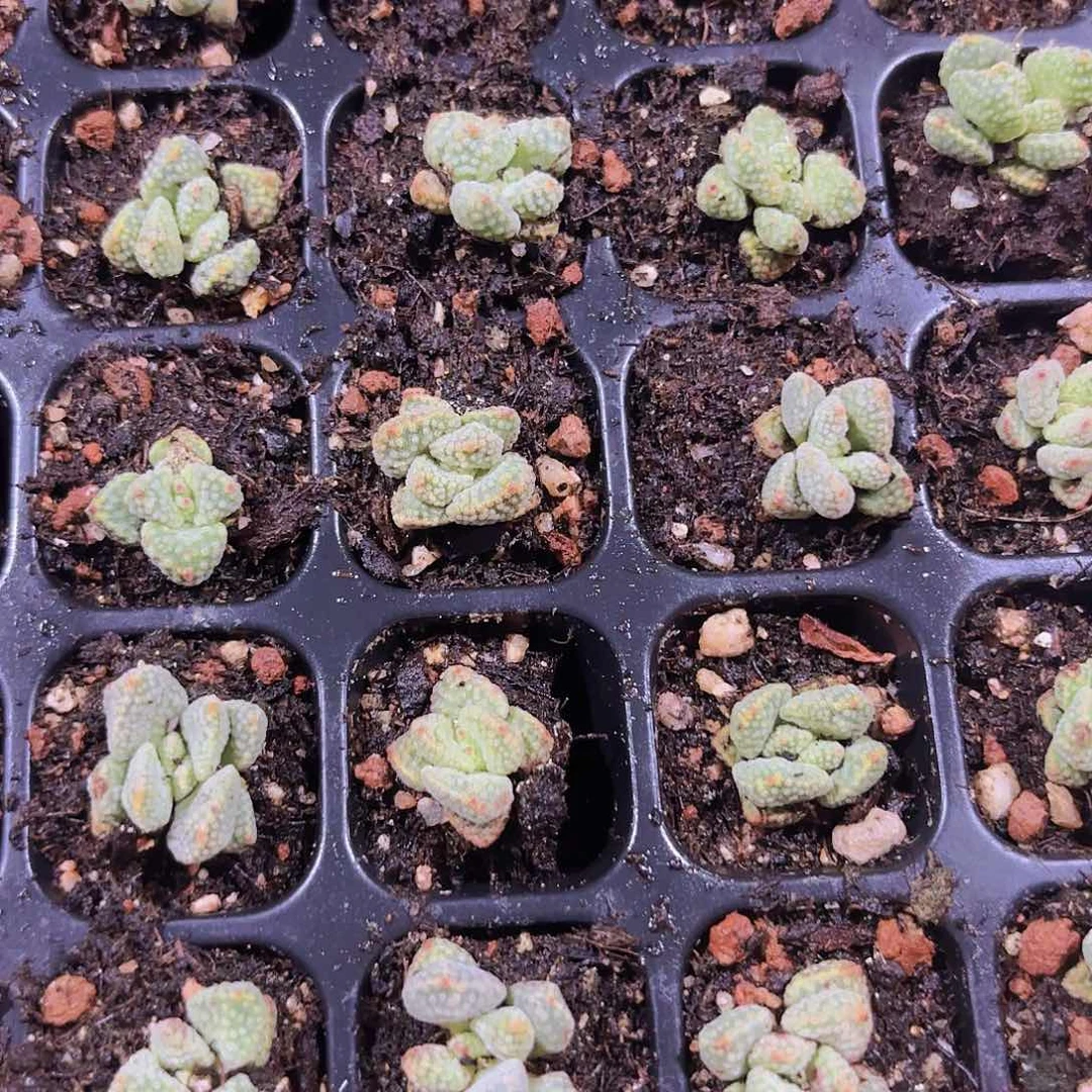 精品火星兔子2米2颗