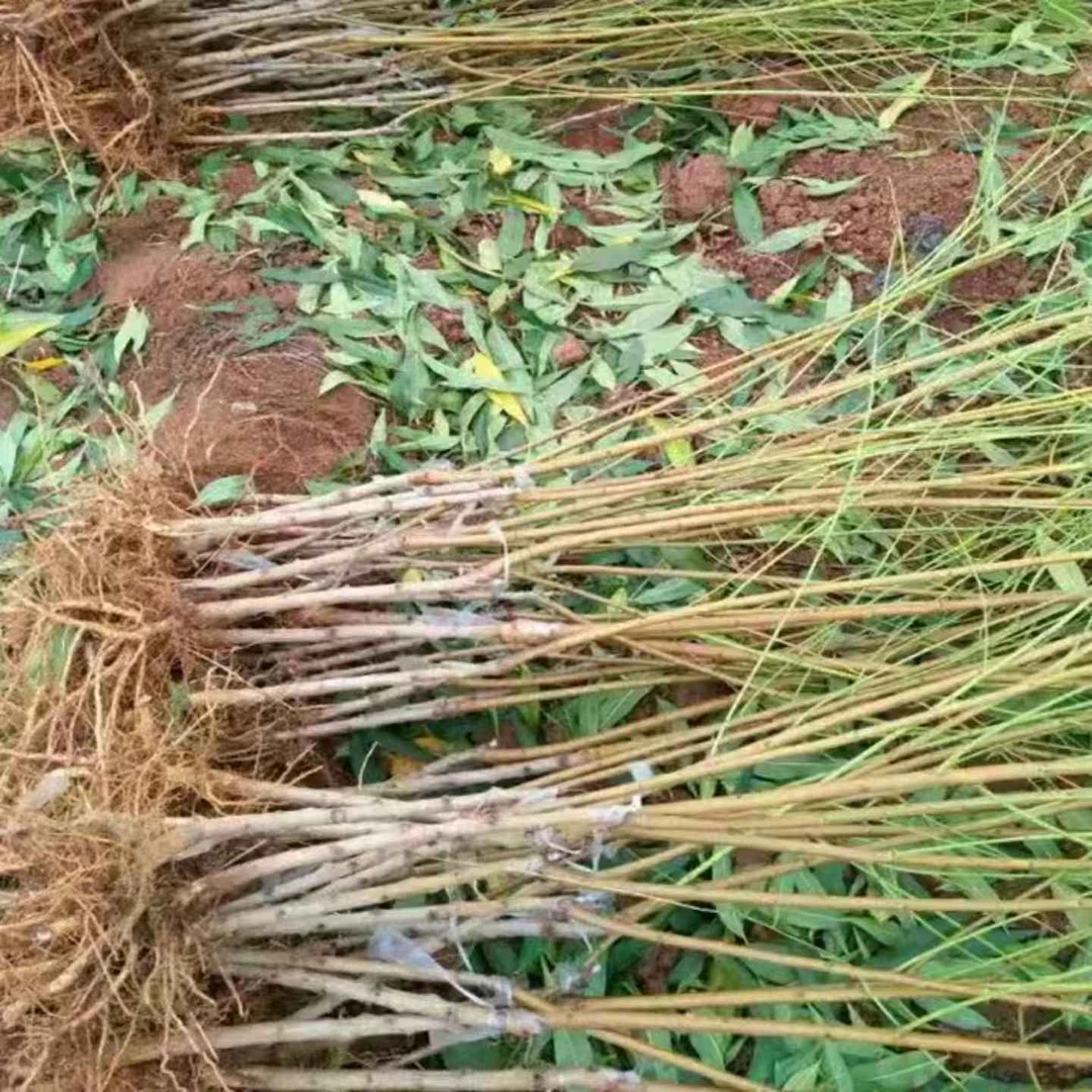 蟠桃树果苗嫁接金蟠九九蟠桃树苗早熟99号蟠桃苗南北方庭院盆地栽