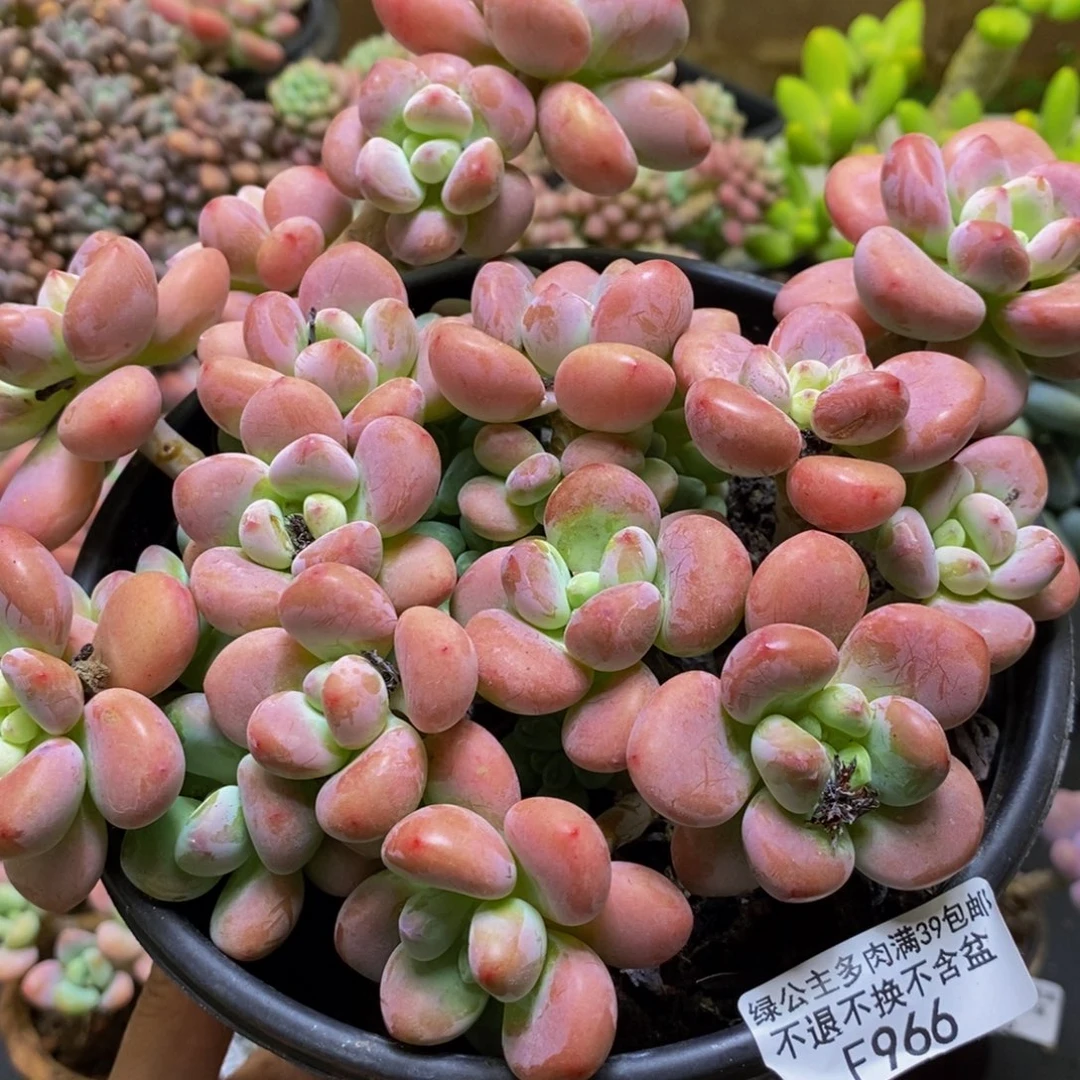 966樱花洛神18cm多肉
