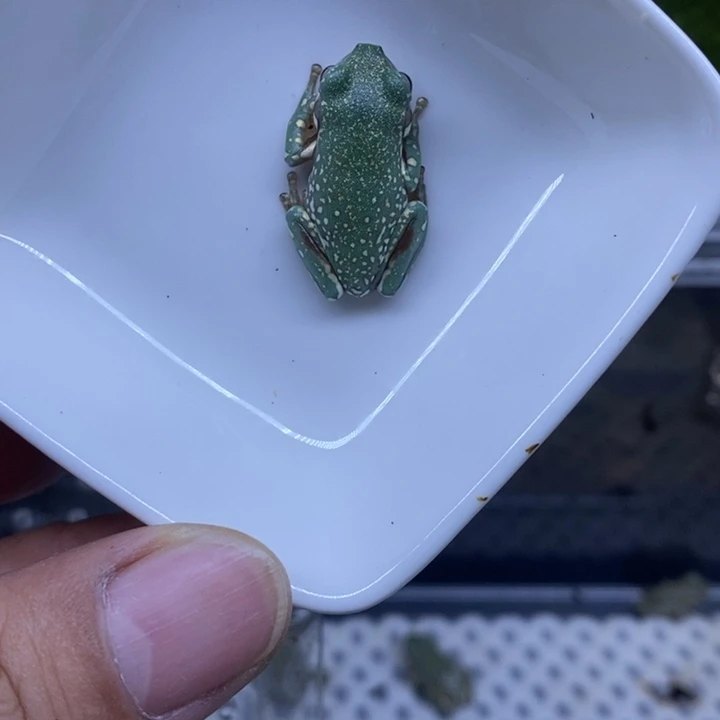 老爷树蛙澳蓝雪花1