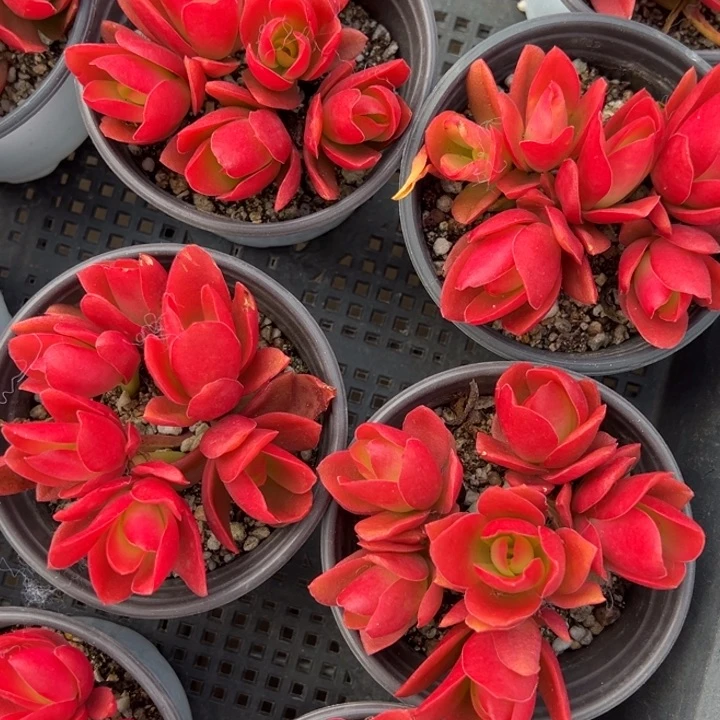 火祭散群一颗量拍多肉满20包邮