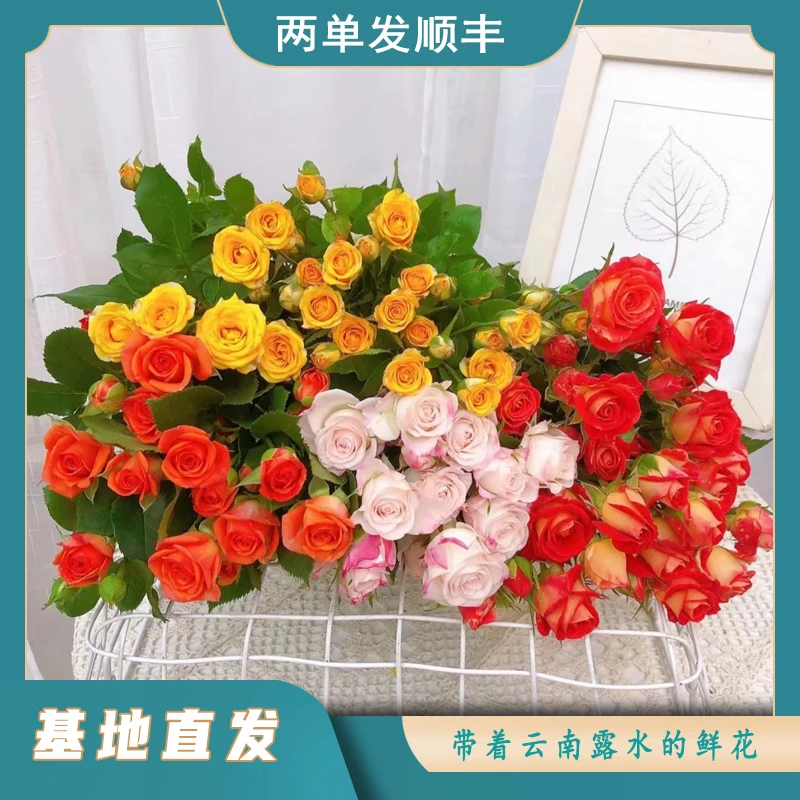 【30支 多头玫瑰】云南鲜花基地直发插花手捧水养花艺任意两单顺丰