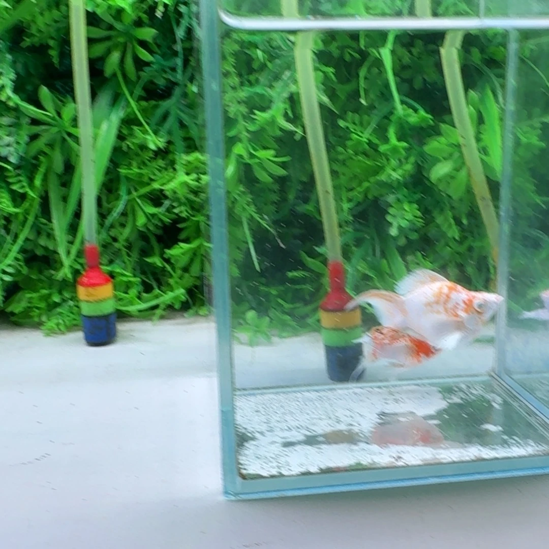 情***已黑玛丽鱼242号玛丽2条