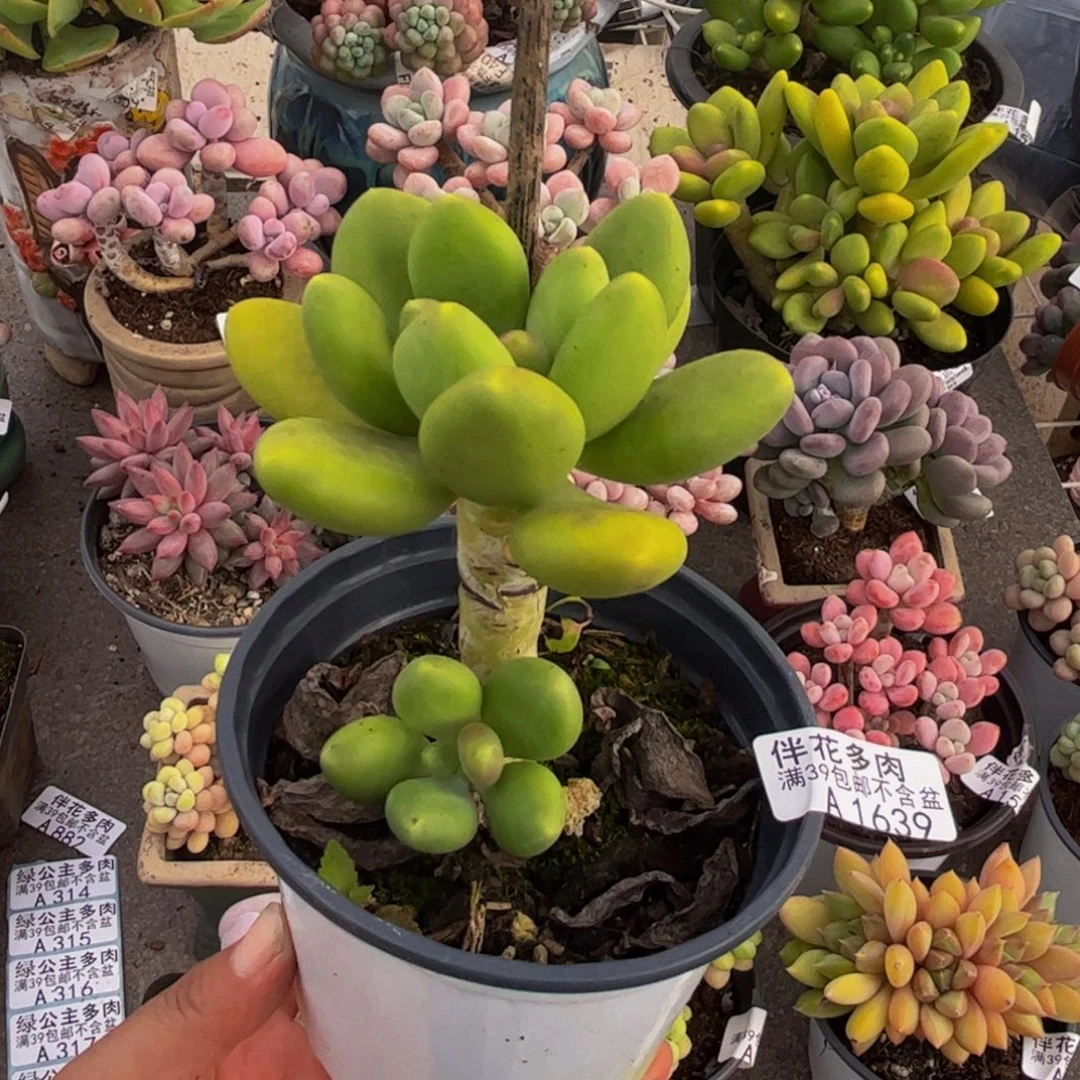1639芒果奶8cm多肉