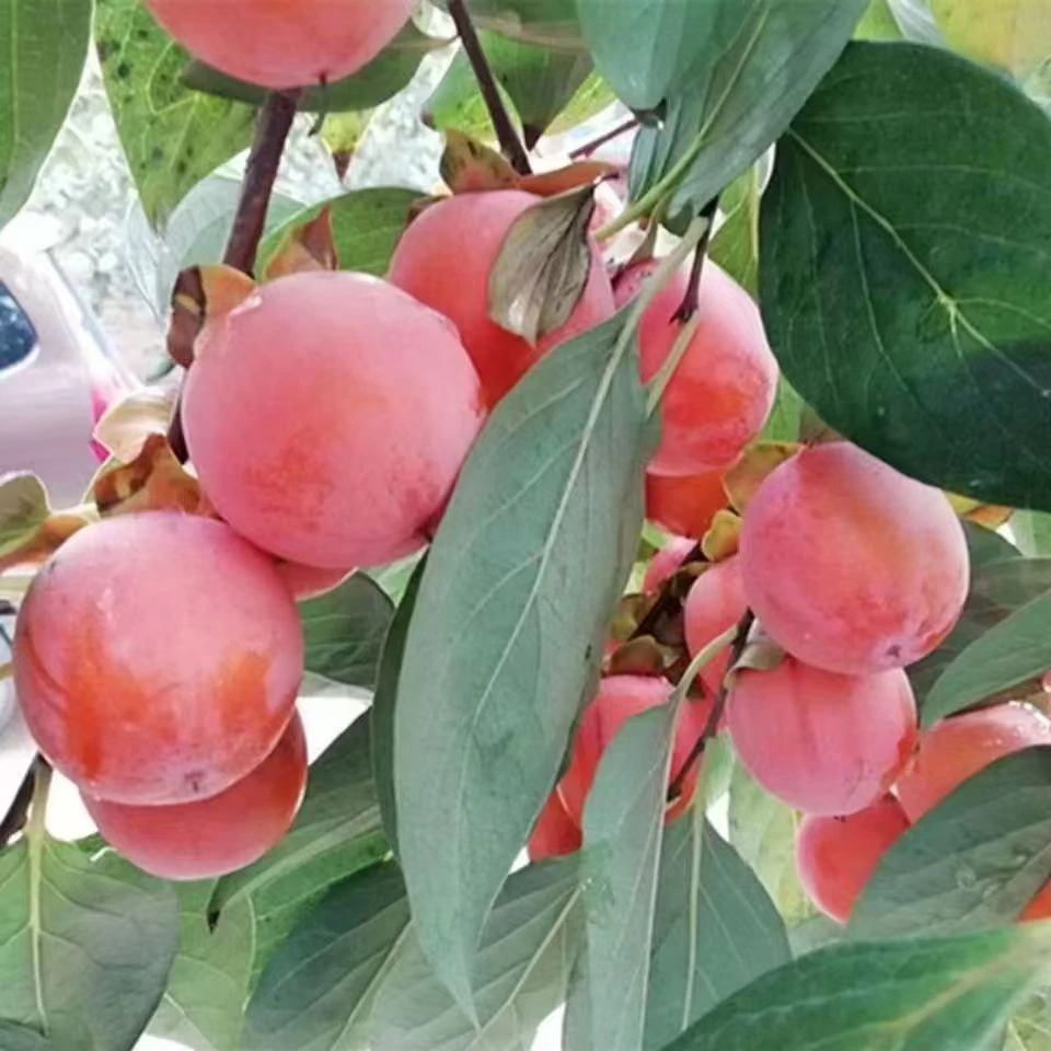 陕西嫁接小火罐软甜落叶不落惊喜