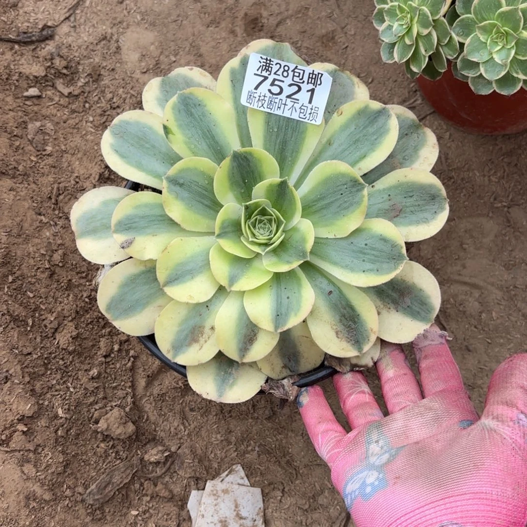 M. 7521香炉白多肉1，ba