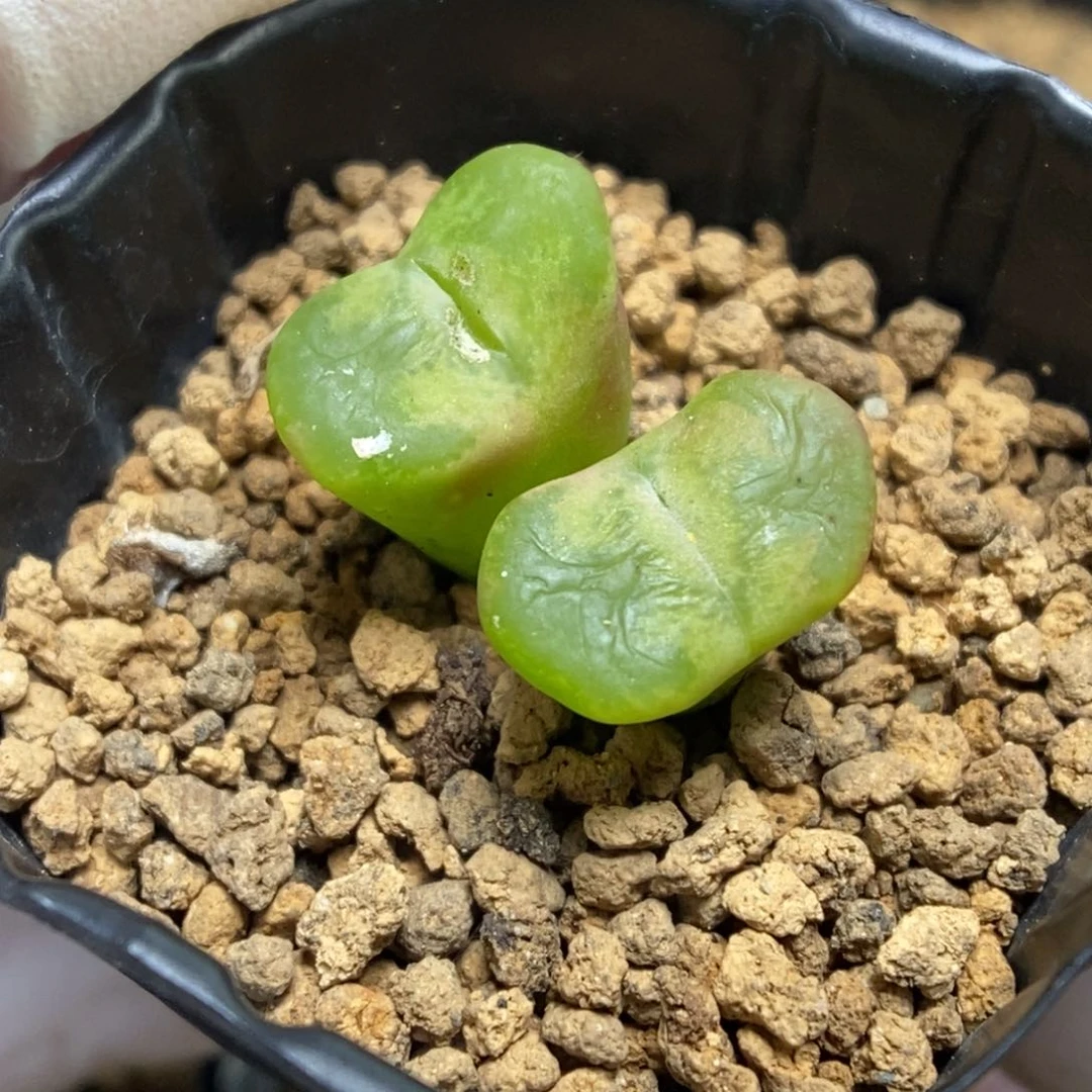 多肉植物肉锥杂交K-110 底部有戳伤