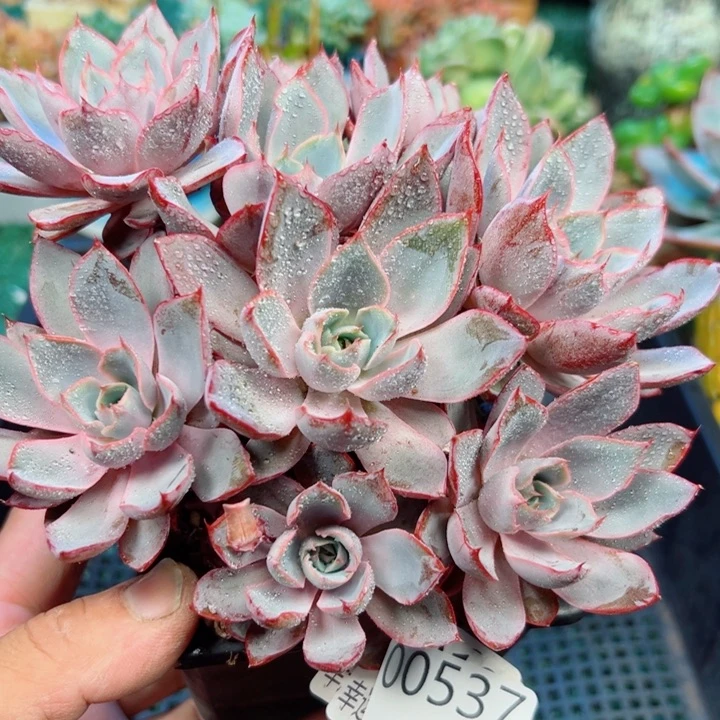 幸运的是我还没遇到你的