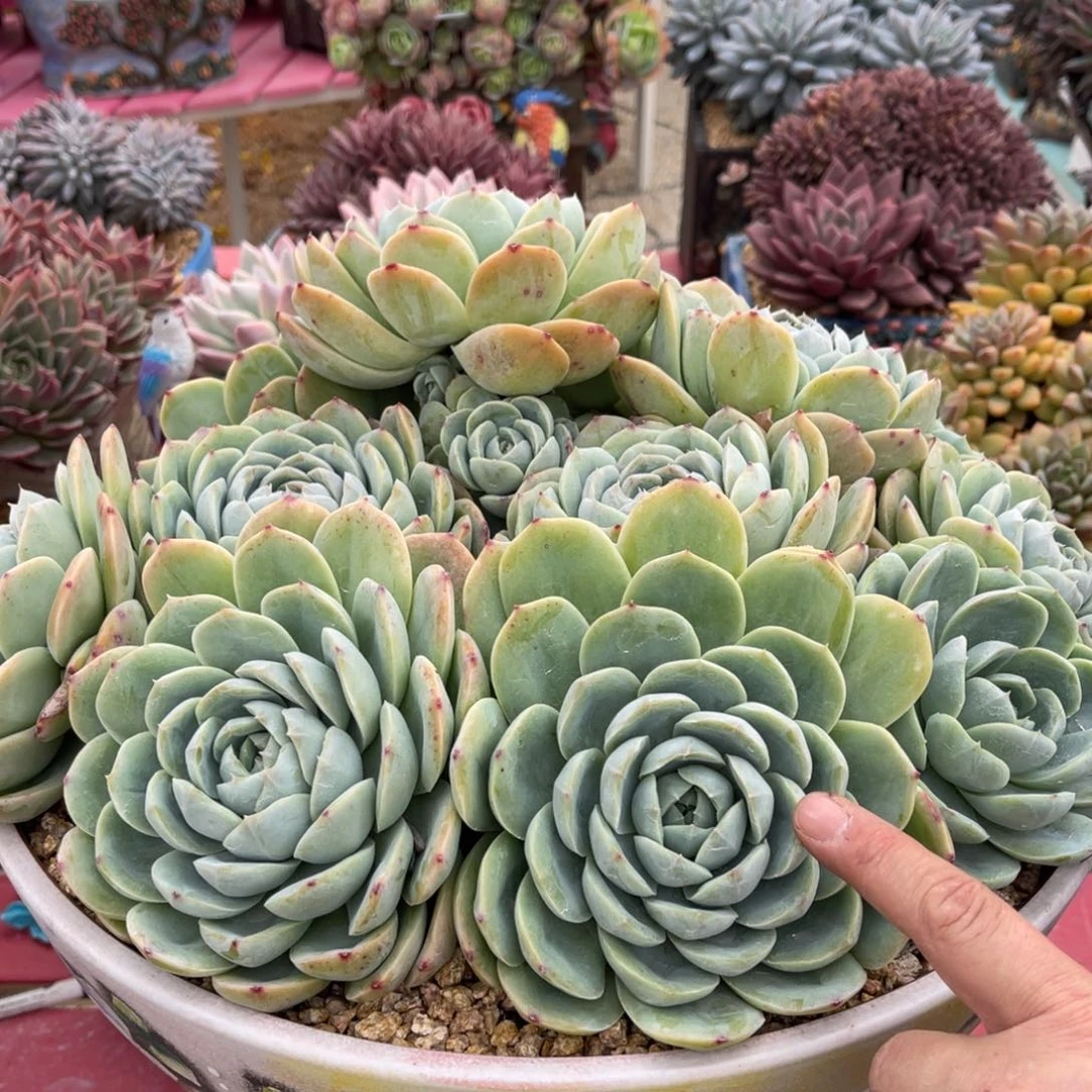 海***燕多肉白橙不带盆111漂亮