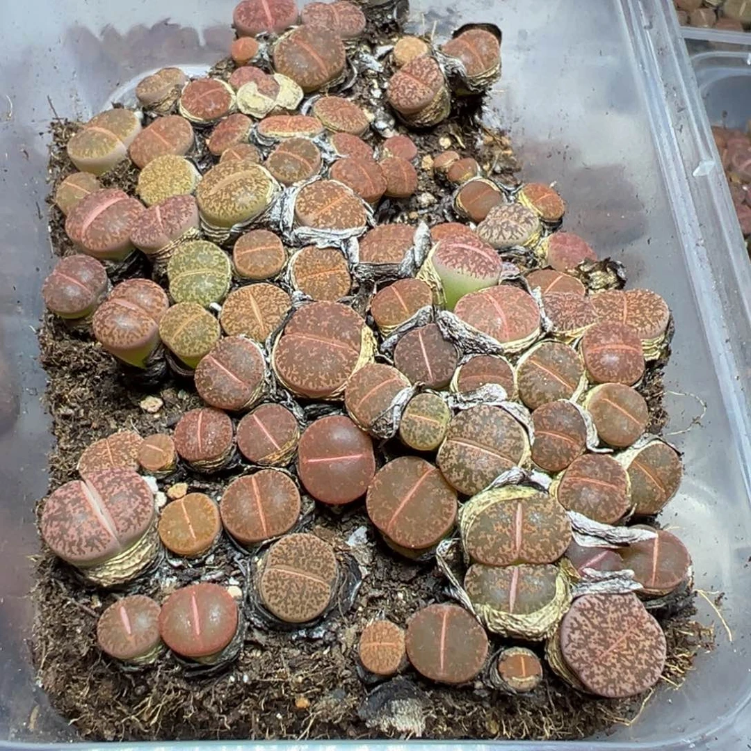 【闪购商品】 286。