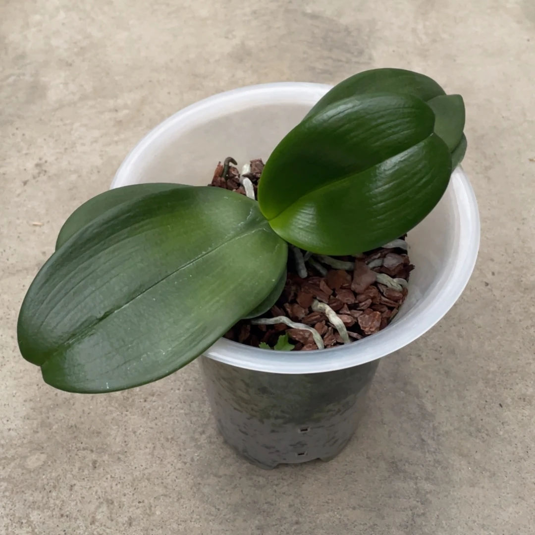 当前无花栽培后可以开花樱桃皇后