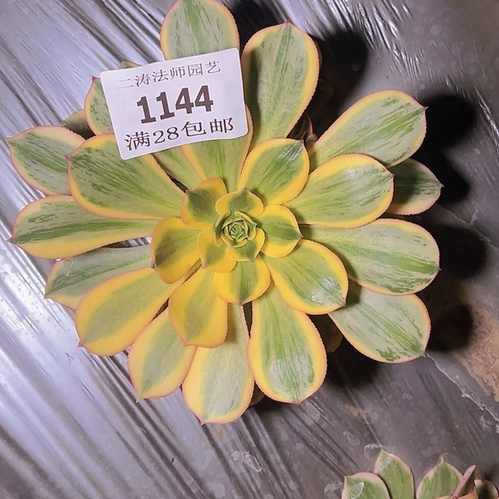 1144灿烂多肉植物