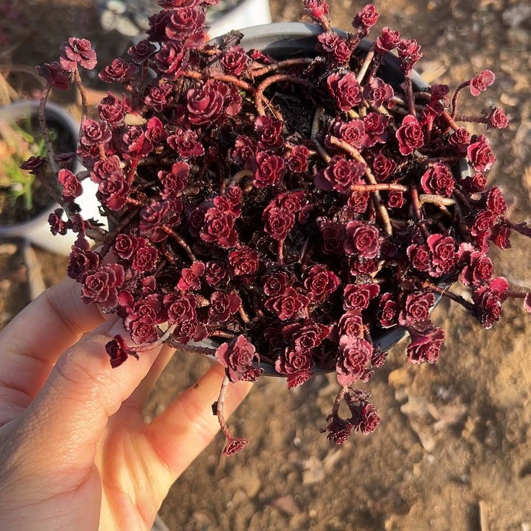 女呃呃呃呃呃哦哦哦哦哦