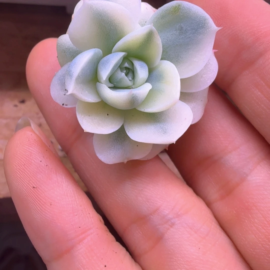 别***！别演 多肉植物锦