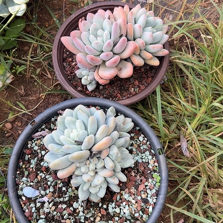 用***8多肉植物实物直播实物73