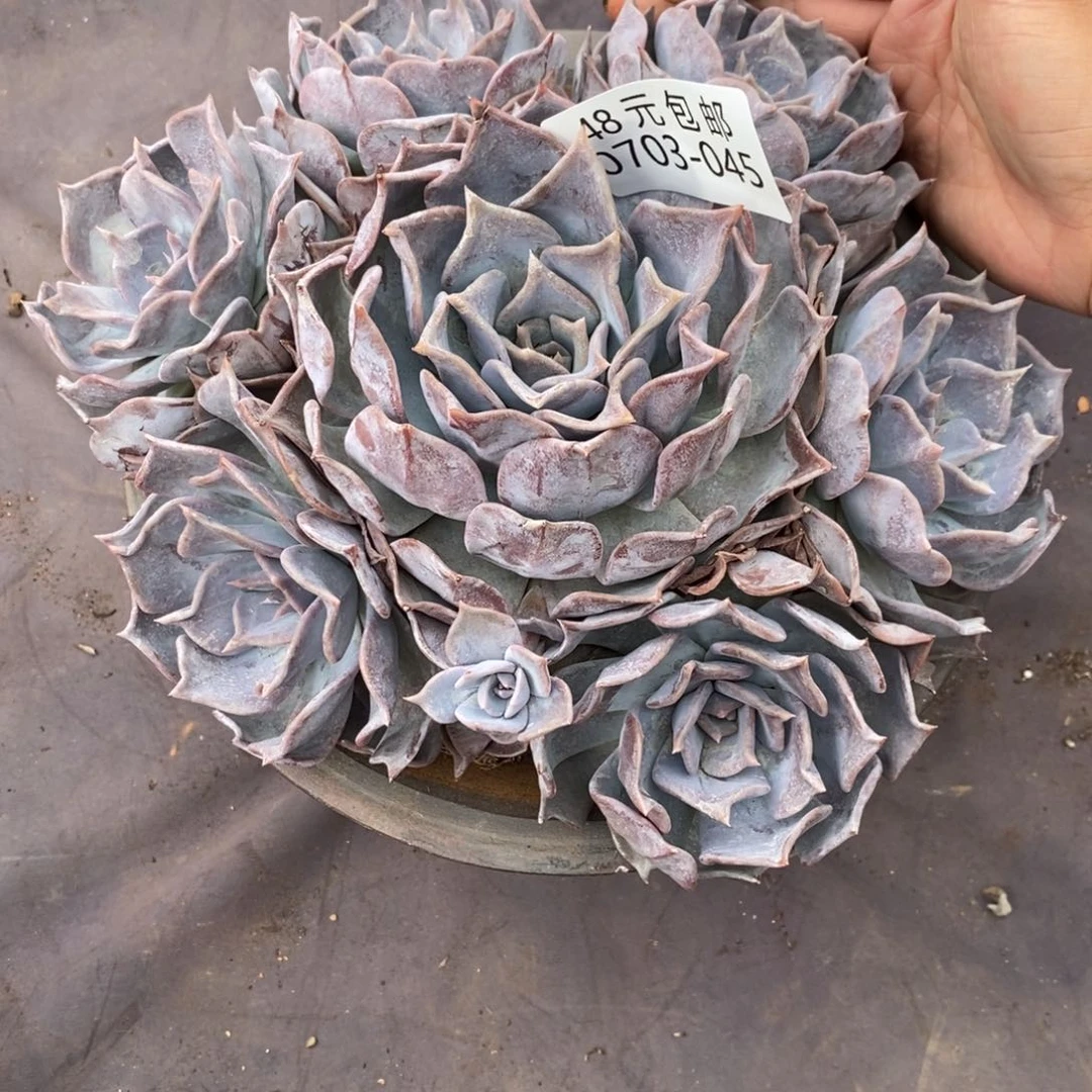 米**?夏悦多肉0703-45露西娜