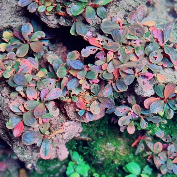 辣椒榕雅典娜福利来了