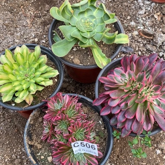 506四棵多肉植物