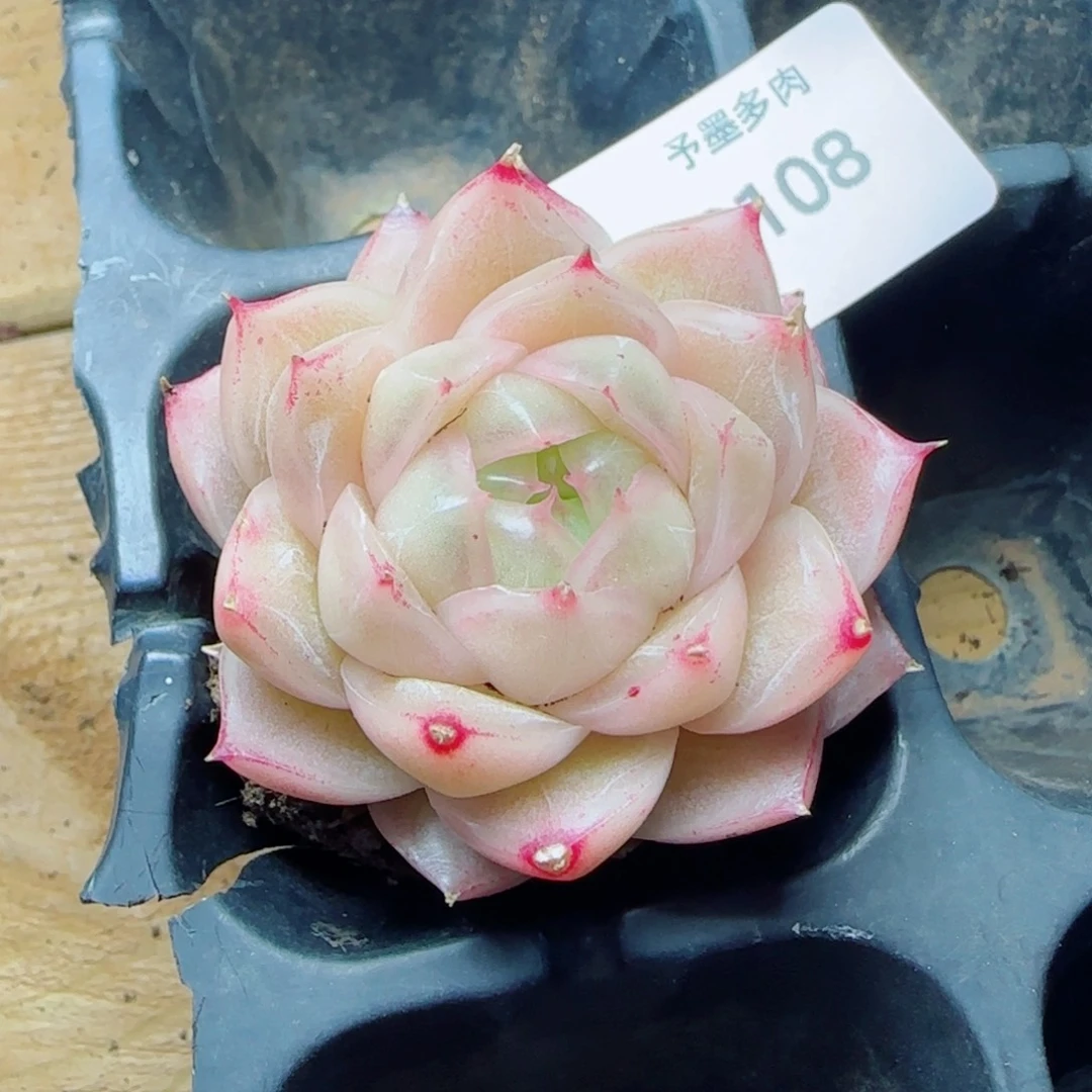 麦秆，3108多肉植物