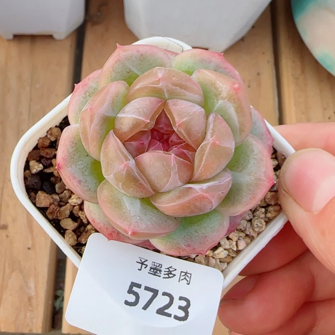 栀子花，5723多肉植物