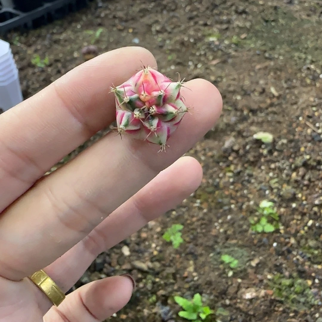 半***7名品侧芽喜欢直接拍