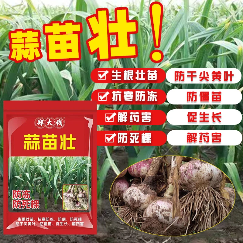 蒜苗壮 大蒜生根壮苗促生长抗寒防冻防死苗烂根干尖黄叶