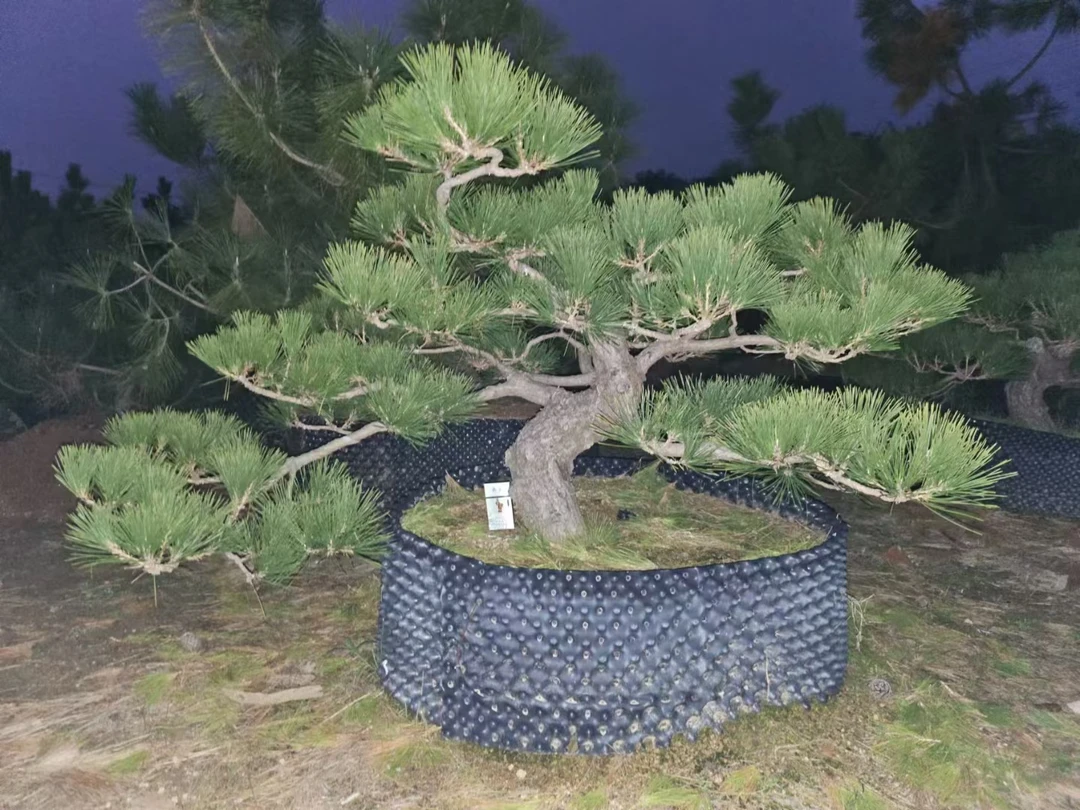 黑松盆景庭院景观树