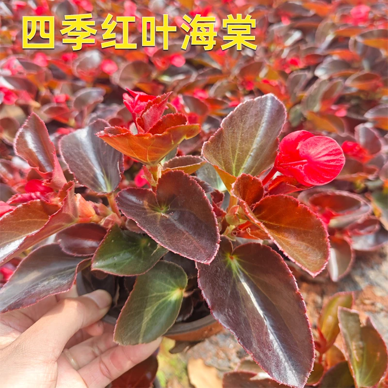 四季红叶海棠花盆栽花卉易活好养耐热耐寒办公室庭院绿化花卉植物