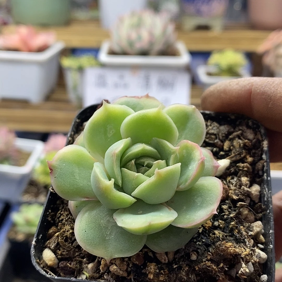 2787 水晶虾饺多肉