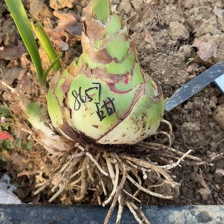 小*儿甜蜜妮芙10左右8657