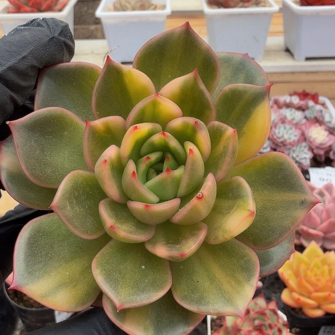 1028-99阿卡斯亚锦单头