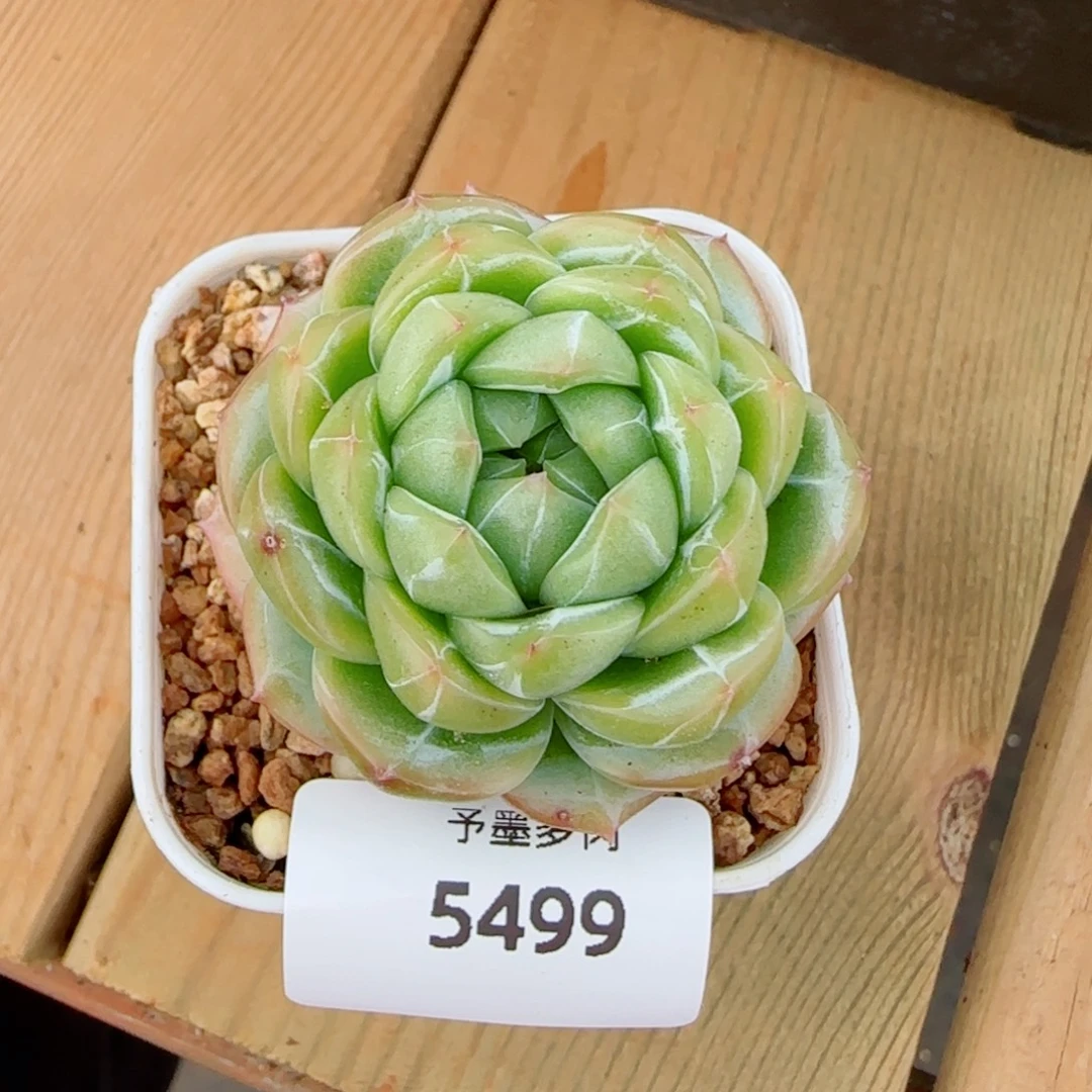 绿体财富密码，5499多肉植物