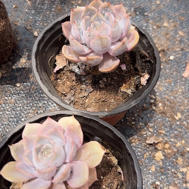 无花朵菲欧娜两盆。