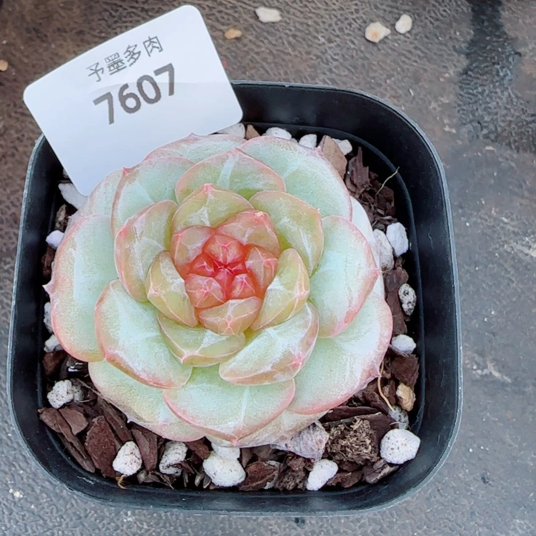 红莓，7607多肉植物