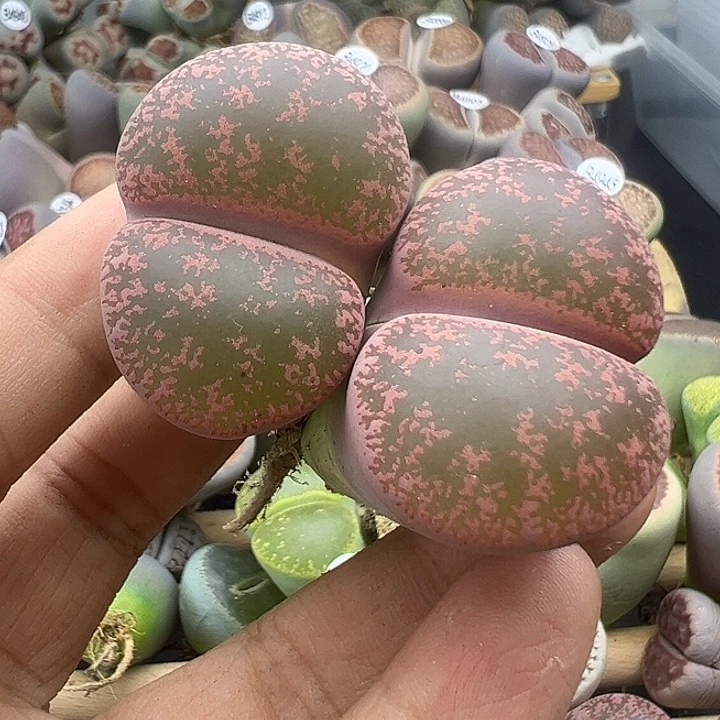 4952下播福利价格不作参考