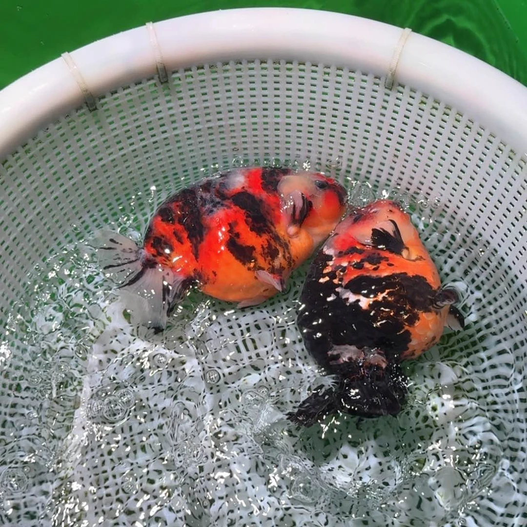 金鱼类不分公母17