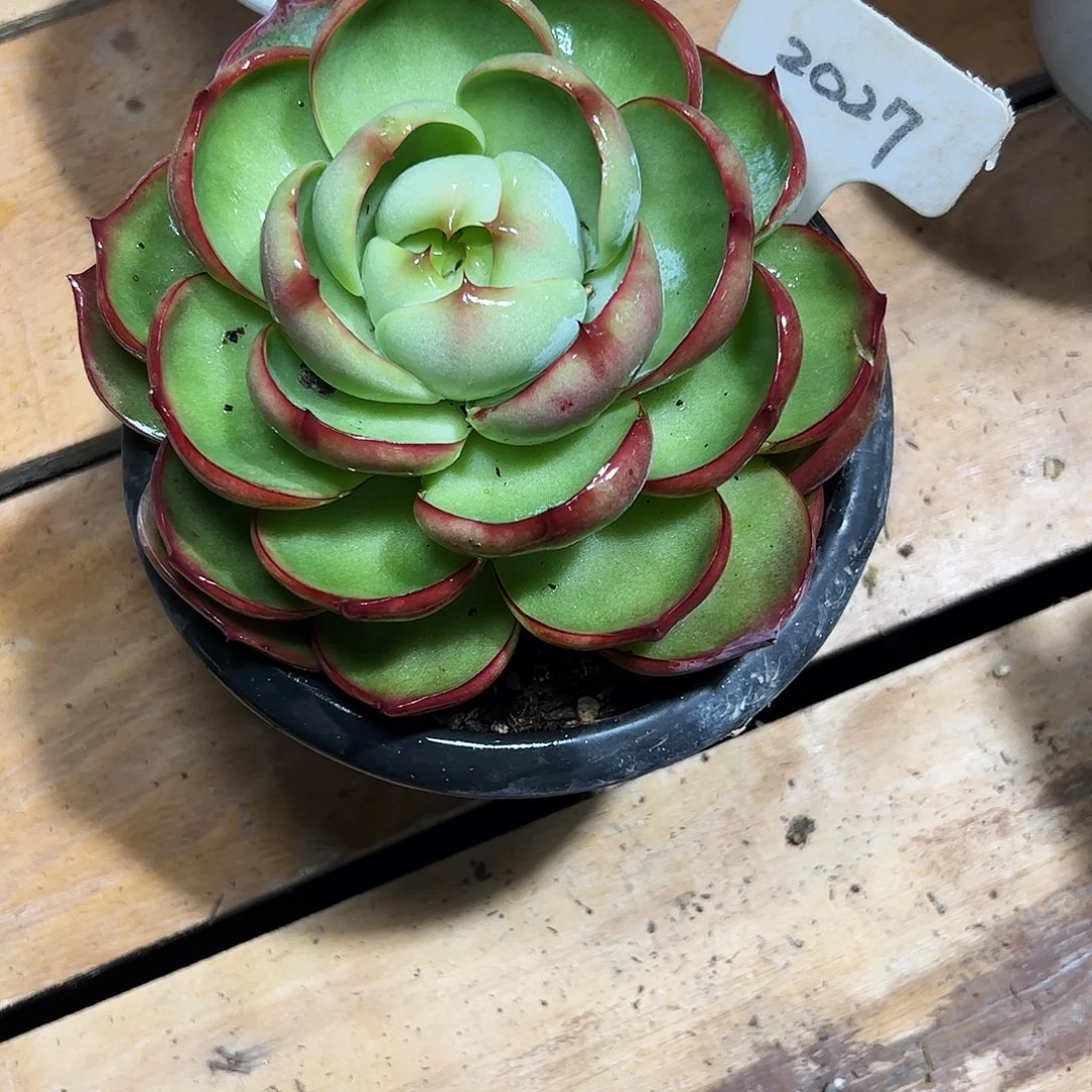 家****惊鸿仙子一物一拍2027号