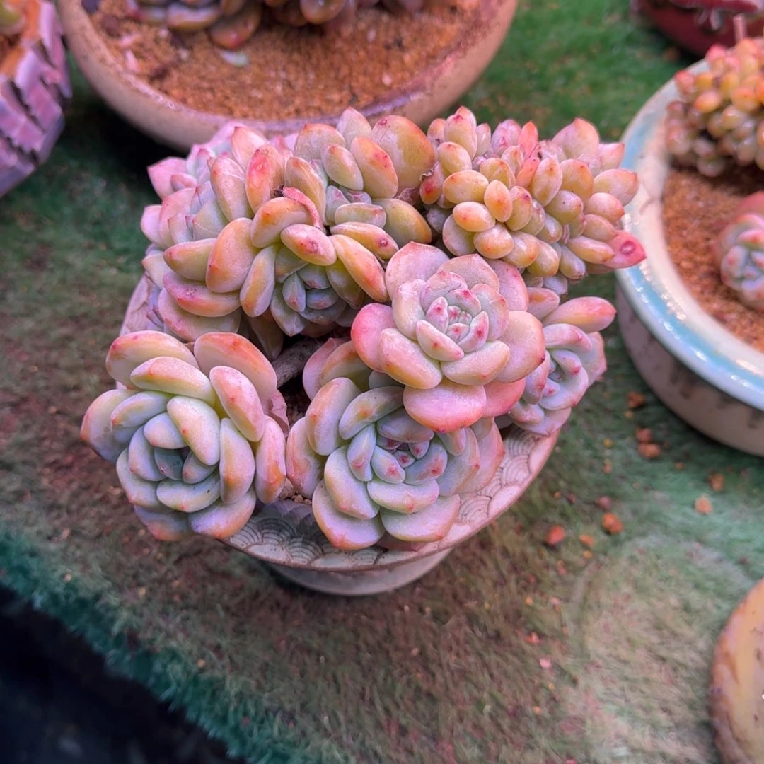 星影缀化无砍多肉