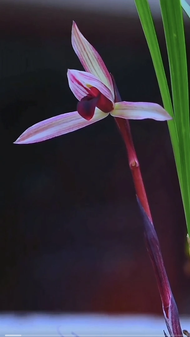 春兰名品胎生红素 滇红素 年年必开花 开品稳定勤花勤芽