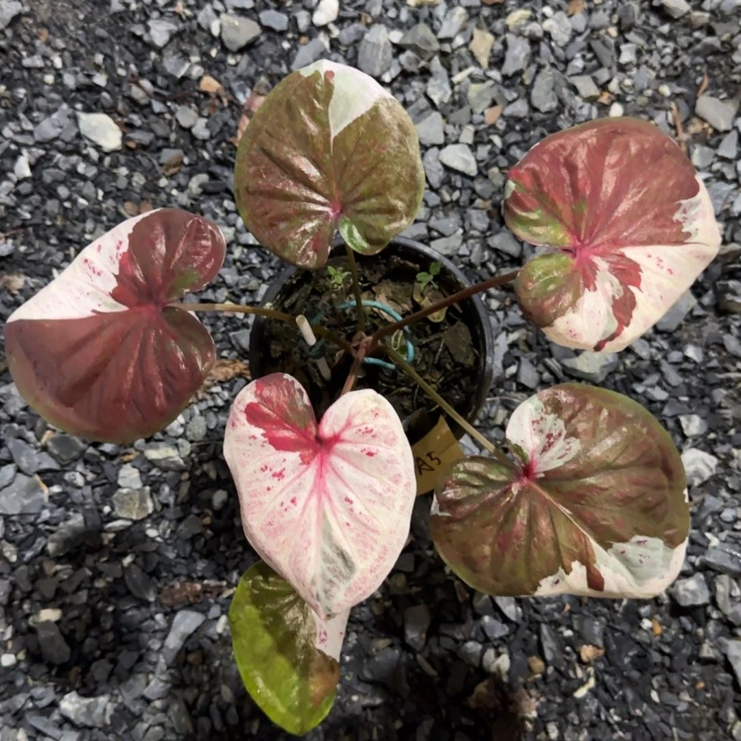 198-0814泰国发货多肉